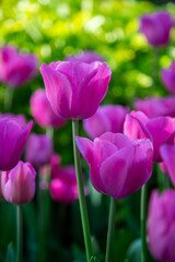 Fototapeta premium pink tulips in the garden