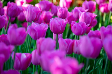 Fototapeta premium purple tulips in the garden
