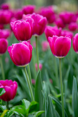 Fototapeta premium pink tulips in the garden