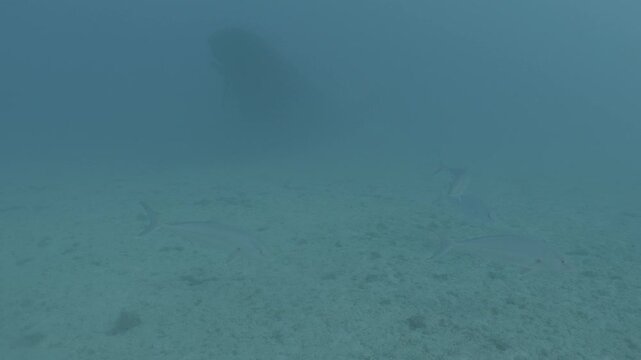 log footage of an airplane wreck underwater scuba divers to explore  metal on ocean floor