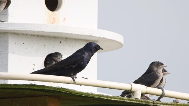 Telephoto close up footage of Purple Martins and nestlings during spring migration