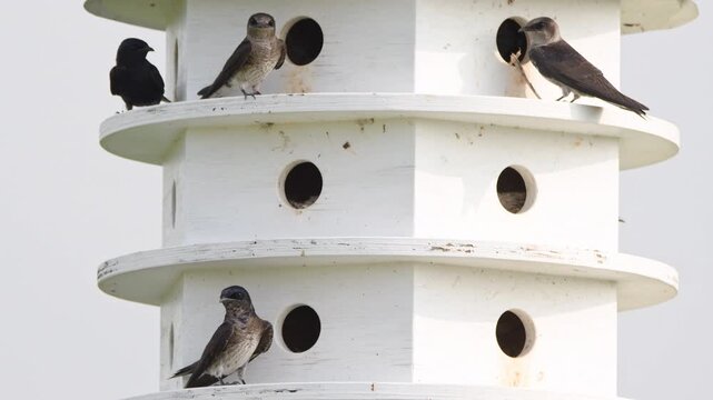 Close up footage of Purple Martins and nesting behavior during spring migration