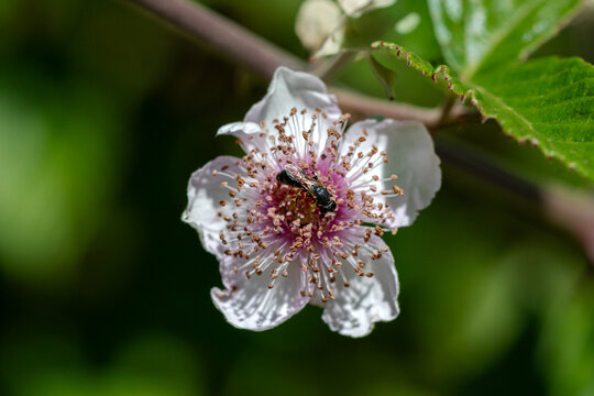 A European honey bee (Apis mellifera) collecting nectar and pollen from a blackberry blossom (Rubus fruticosus) in summer, photographed in natural sunlight with a softly blurred green background.