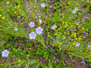 Fototapeta premium Blue flax flowers blooming in the field with green seed pods
