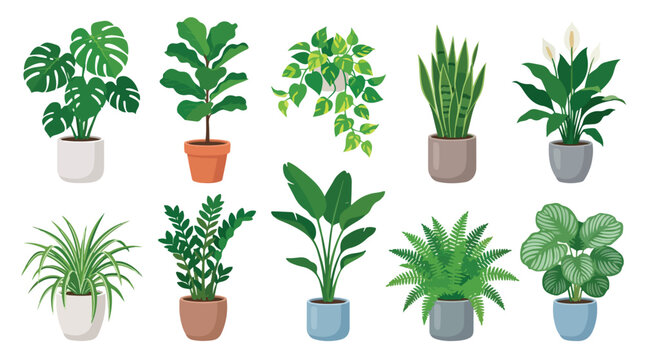 Potted houseplant collection with 10 vector illustrations, indoor green plants in ceramic pots, monstera and fiddle leaf fig home decor elements