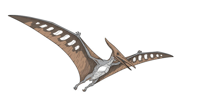 Detailed vintage style hand-drawn color illustration of a prehistoric pterodactyl dinosaur flying with its wide wingspan.