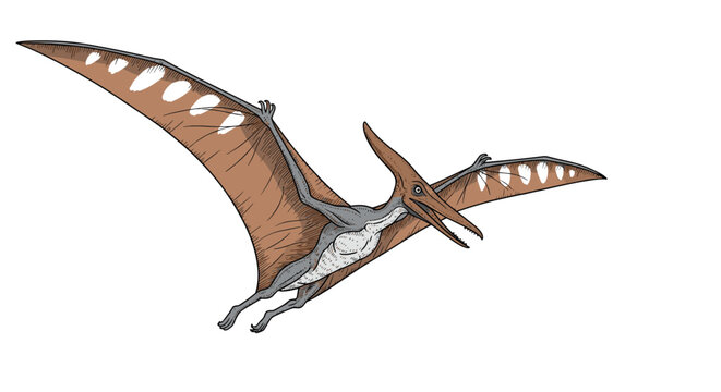 Detailed vintage hand-drawn color illustration of a prehistoric pterodactyl dinosaur soaring high with its striped wings.