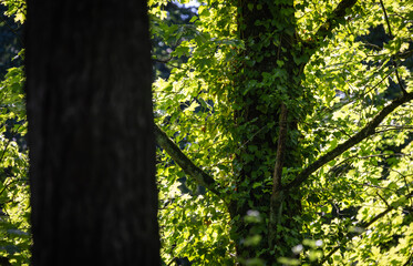 Fototapeta premium Forest trees with ivy and lush green foliage reflecting sunlight