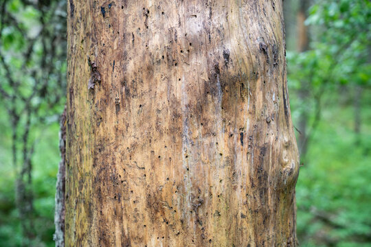Pine forest dying after bark beetle invasion. Dried dead adult spruce tree trunk with destroyed bark, holes on surface indicating of infection, withered woodland attacked by bug, ecosystem catastrophe