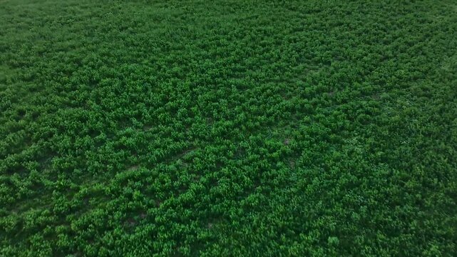 Recorrido cenital de un campo verde en la naturaleza