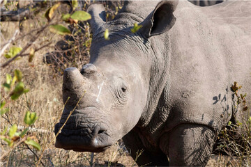 Dehorned White Rhino Close Up Kruger South Africa © Christopher