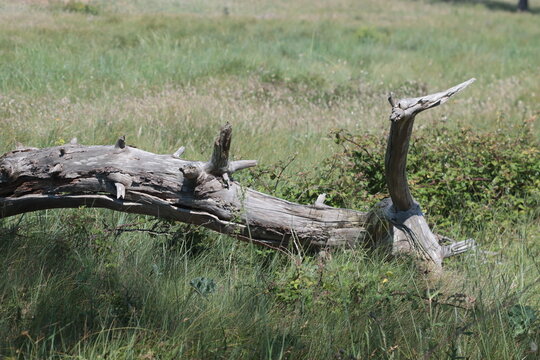 tronc d'arbre mort