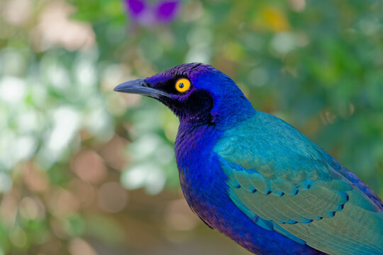 A Greater Blue-eared Starling (Lamprotornis chalybaeus) in the Ilha das Aves bird park in Madeira