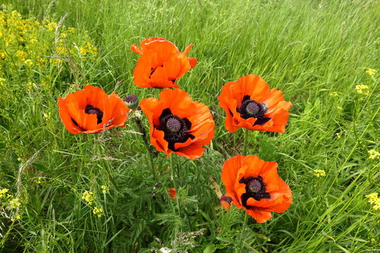 Orange poppy flower or papaver orientale in latin. Green summer field in June. Hj&auml;lstaviken, Sweden.