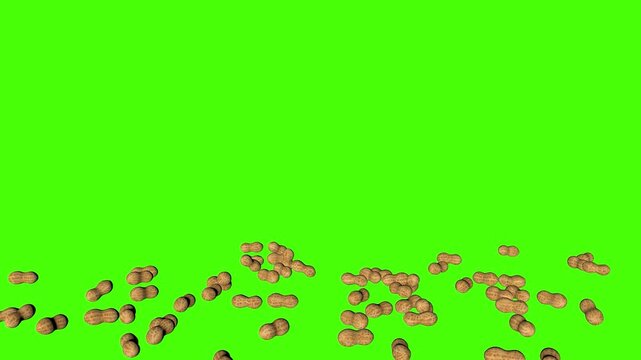 Peanuts falling from above on green screen background video nut groundnut arachis hypogaea snack food chroma key isolated dropping scattered cascading descent