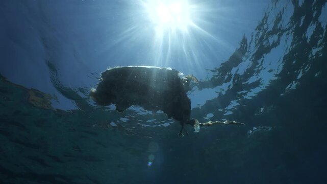 a dead sea turtle drifting on the surface of water underwater shot	