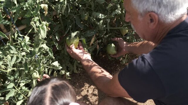 Low section of grandchildren and grandfather examining fully grown green chilies on organic farm at community garden during bright sunny day