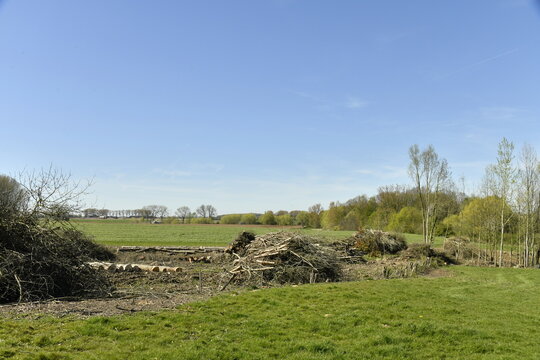 Branchage en tas lors d'un d&eacute;boisement &agrave; &Eacute;caussinnes-d'Enghien (Soignies)