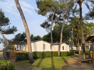 Fototapeta premium Camping mobile homes in a pine and palm tree park