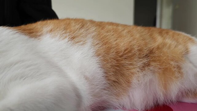 Close-up shot of a sleeping ginger and white cat's belly and side, showing the clear rhythmic rising and falling movement of its breathing.