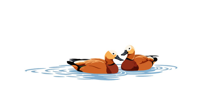 Vector illustration of two ruddy shelducks, Tadorna ferruginea, swimming on blue water ripples isolated on a white background. Detailed orange plumage, black bills, and white heads.