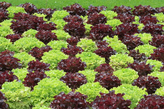 salades