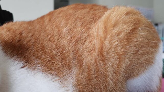 Close-up shot focusing on the orange fur and back of a sleeping cat, showing the soft and steady rhythmic breathing movement.