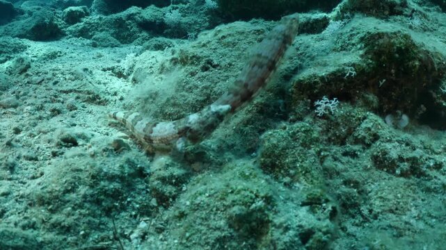 lizard fish underwater waiting for a hunt to ambush