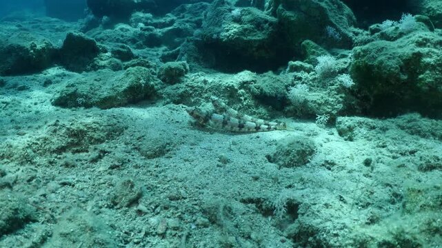 lizard fish underwater waiting for a hunt to ambush