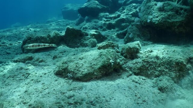 lizard fish underwater waiting for a hunt to ambush