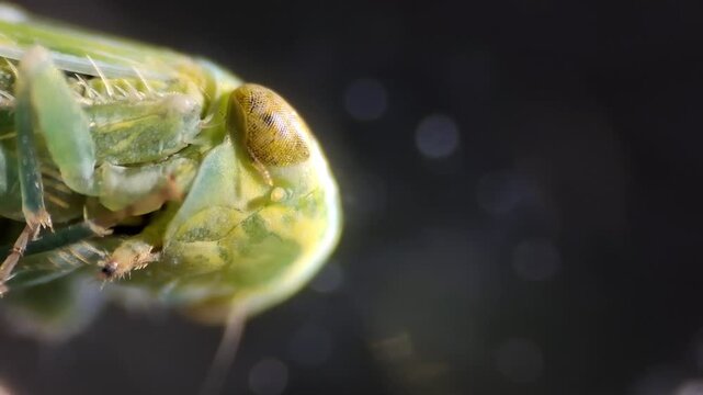 Extreme macro close-up of a green leafhopper insect showing compound eye details