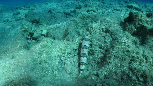 lizard fish underwater waiting for a hunt to ambush