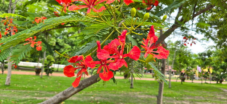 Flame Tree, Royal Poinciana, has bright orange to deep red flowers. Delonix regia has small, fine, pinnately compound leaves. 5 petals thin, soft, slightly wrinkled. Long stamens. Caesalpinioideae
