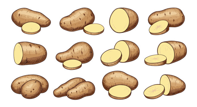 Detailed hand-drawn illustration set of raw potatoes, showing whole, halved, and sliced tubers from different angles on white.