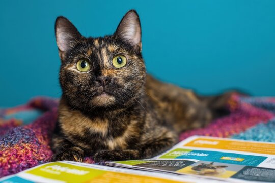 Tortoiseshell cat lying on a knitted blanket next to an open magazine. Domestic pet relaxing at home indoors. Portrait of a cute animal with glowing eyes in a cozy environment.