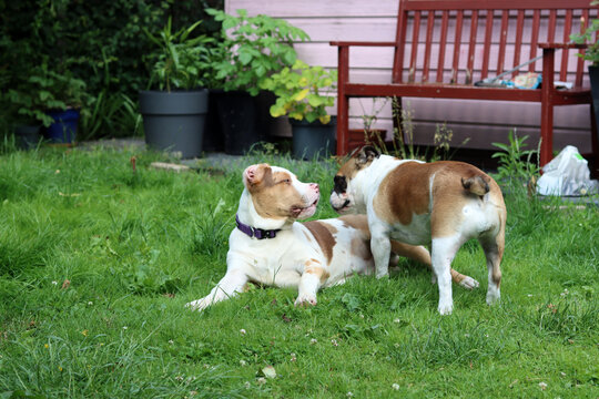 English bulldog and American Pitbull XL puppy playing together in the garden. Two young dogon the grass. 