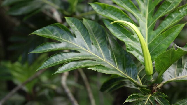 Breadfruit tree branch moving in wind