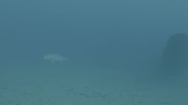 log footage of an airplane wreck underwater scuba divers to explore  metal on ocean floor