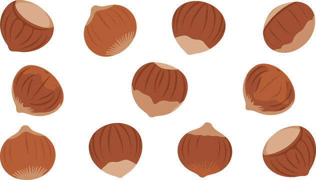 Organic Hazelnut Vector Set Featuring Whole Fresh Filbert Nuts and Shelled Kernels in Flat Style for Healthy Snack Food and Confectionery Patterns