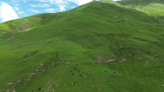 Aerial footage moving sideways along a rolling slope near Ushguli, Georgia, rocky ground among green grass. Cows graze as warm sunlight sweeps across the hillside. Original unedited footage.
