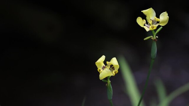 Yellow walking iris flower blossoms close-up, moving in wind with dark background