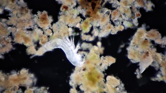 Microscopic copepod crustacean moving in activated sludge wastewater sample