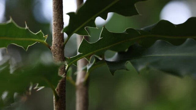 Close up of macadamia nut tree moving in wind