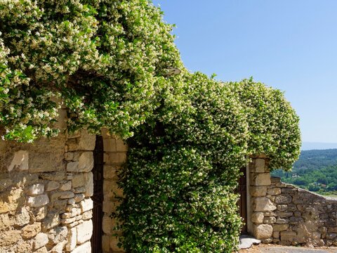 Walking through the village M&eacute;nerbes in the heart of the Luberon in the Vaucluse. Bright alleyways lined with old houses with white limestone wall covered in fragrant jasmine
