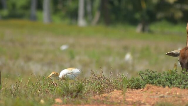 The Silent Elegance of the Cattle Egret