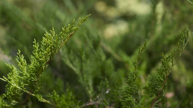 Abstract green foliage background with shallow depth of field for natural and eco design. Nature, sustainability and environmental background.