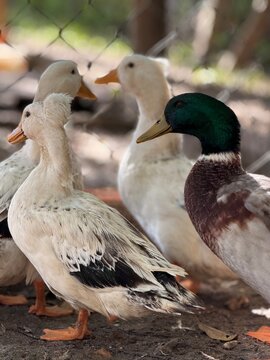 patos