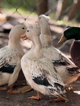 pato