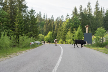 Naklejka premium Herd of free grazing cattle crossing a quiet mountain road in the Carpathian Mountains of Ukraine. Rural farming, nature and countryside travel concept.