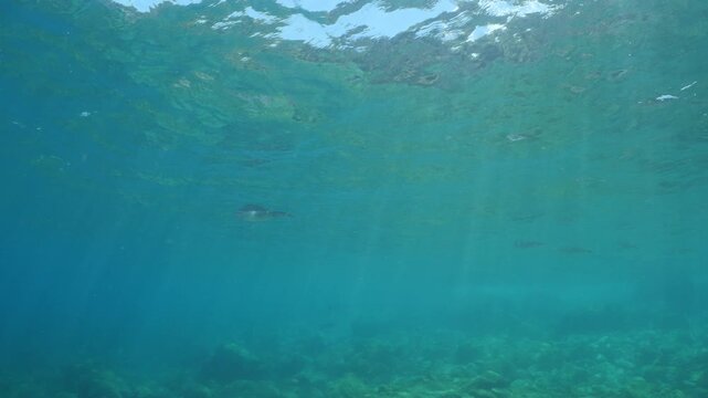 calamar scenery underwater with sun beams and sun rays swim  cephalopod loligo vulgaris